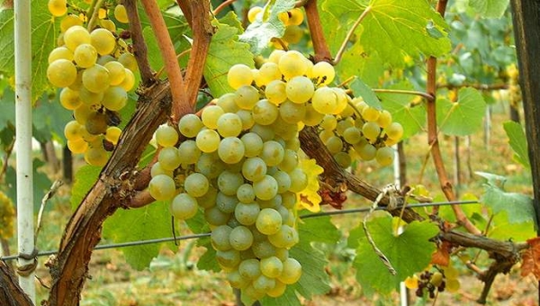 Chardonnay